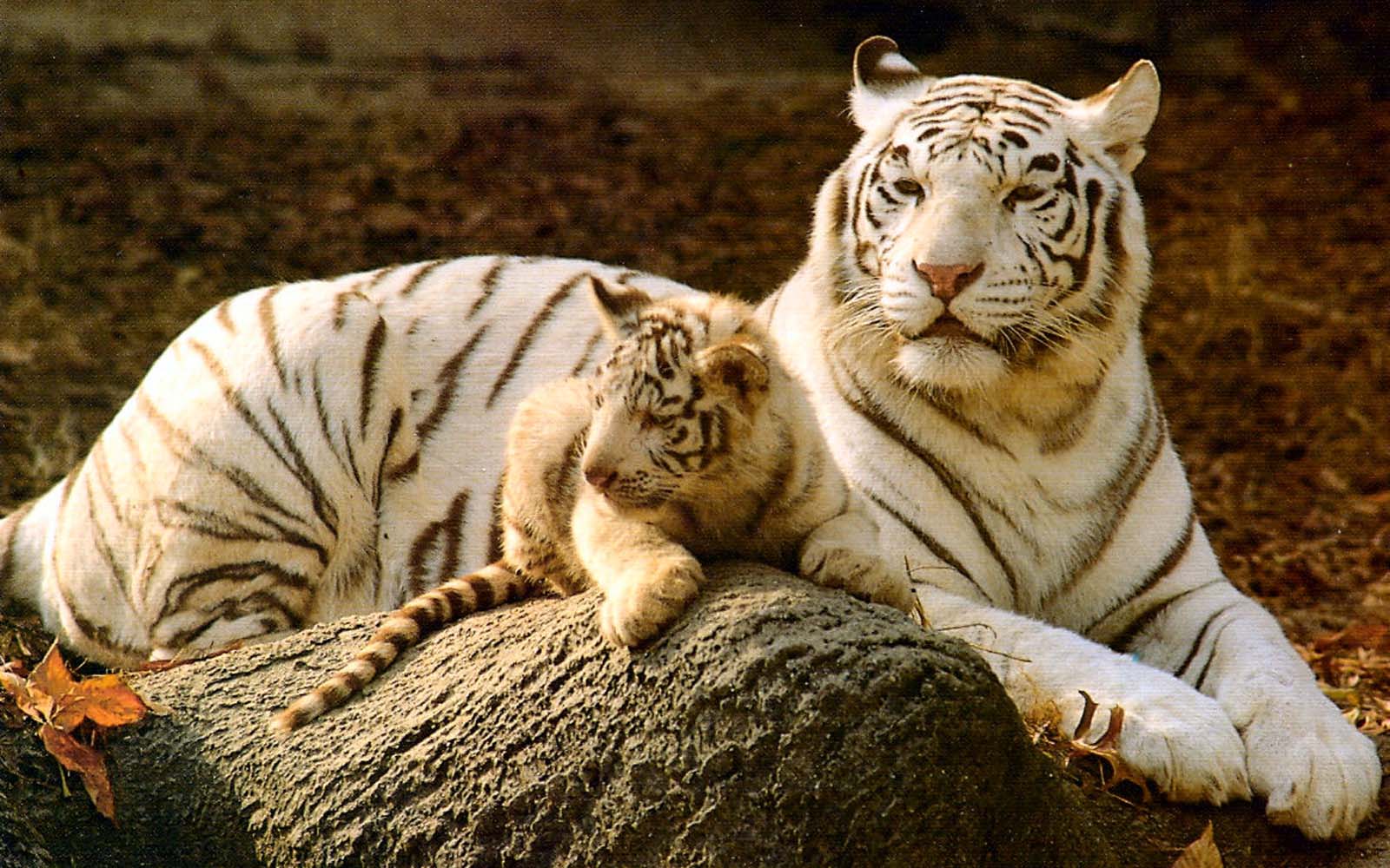 Baby White Tigers In Water Wallpaper
download Free - Mom And Baby White Tiger - HD Wallpaper 