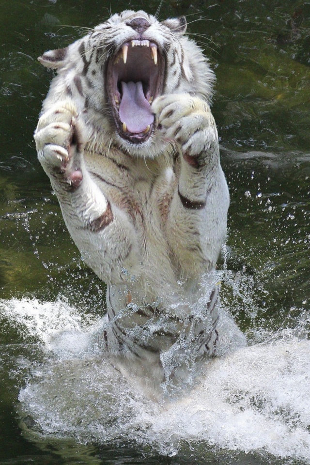 White Tiger Wallpaper On Mobile - HD Wallpaper 