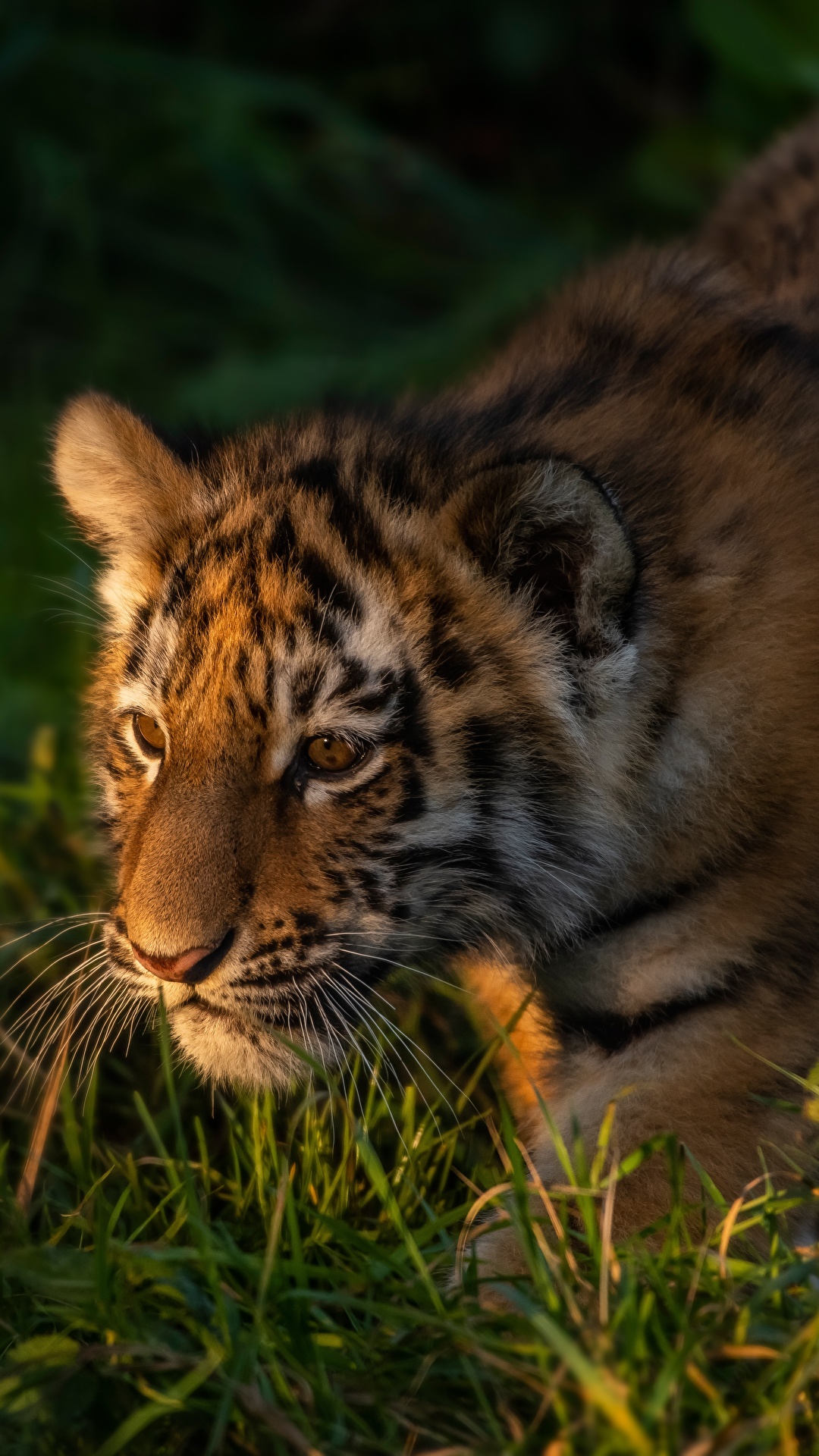 Tiger Cubs - HD Wallpaper 