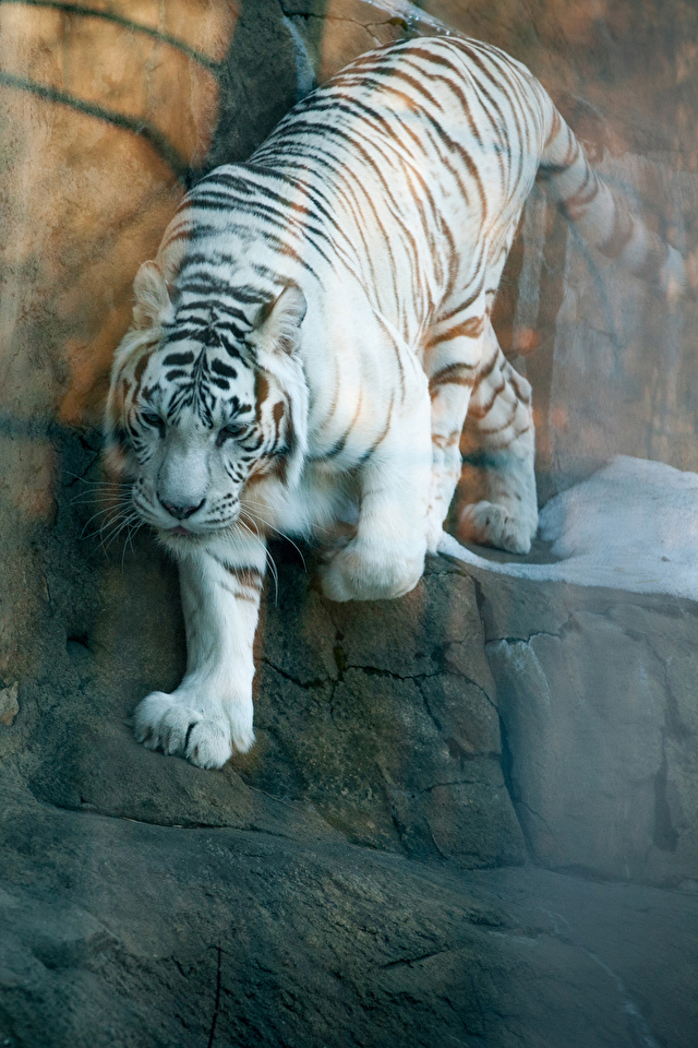 White Tiger - HD Wallpaper 