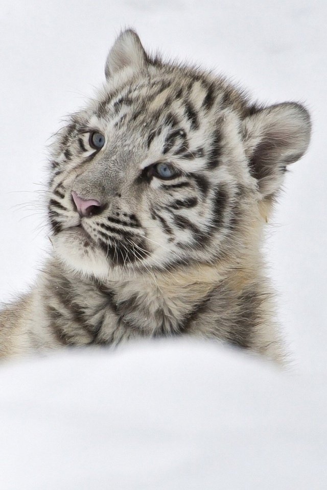 White Tiger Cub Background - HD Wallpaper 