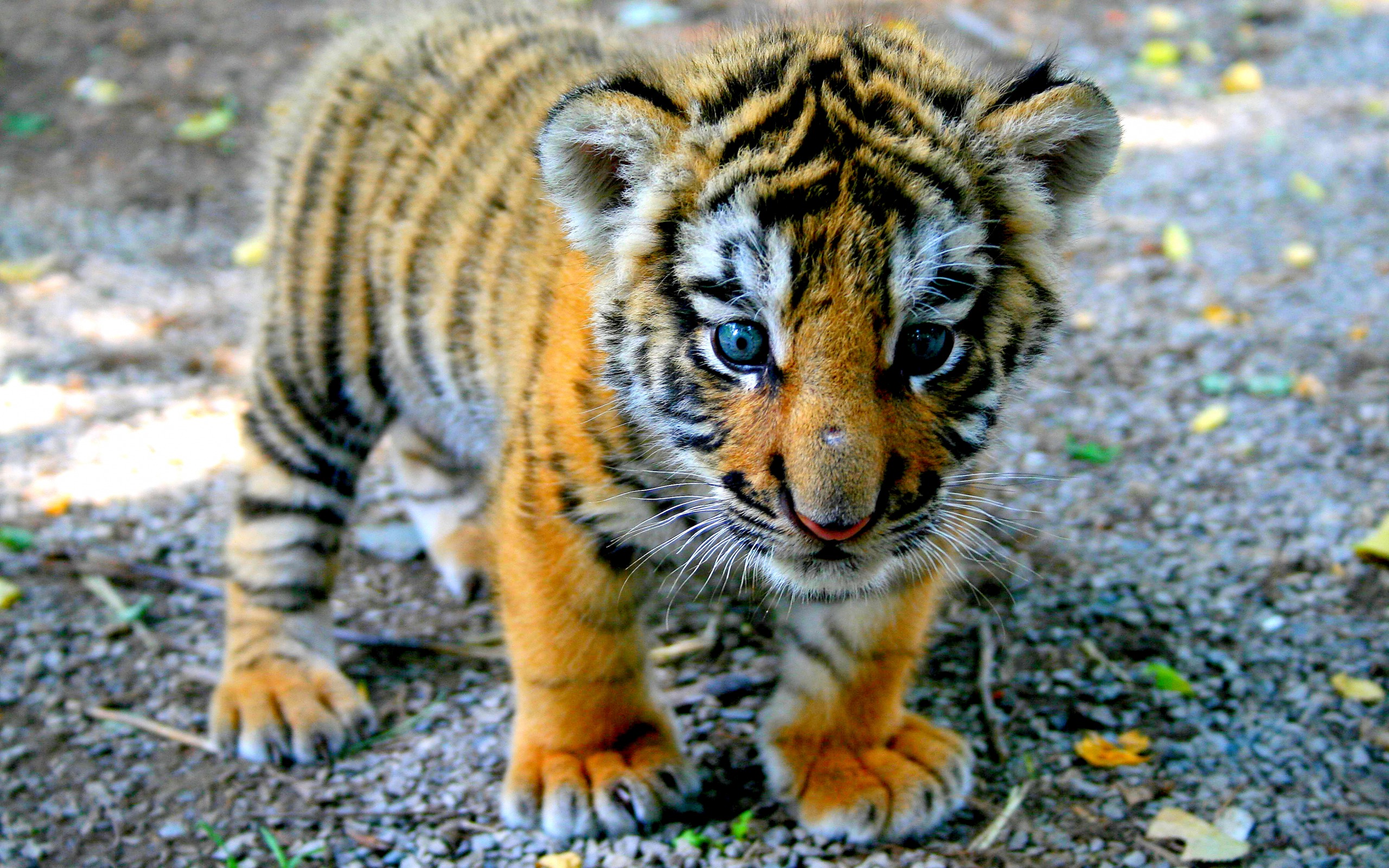 Px Awesome High Definition Wallpapers Of Baby Tiger, - HD Wallpaper 
