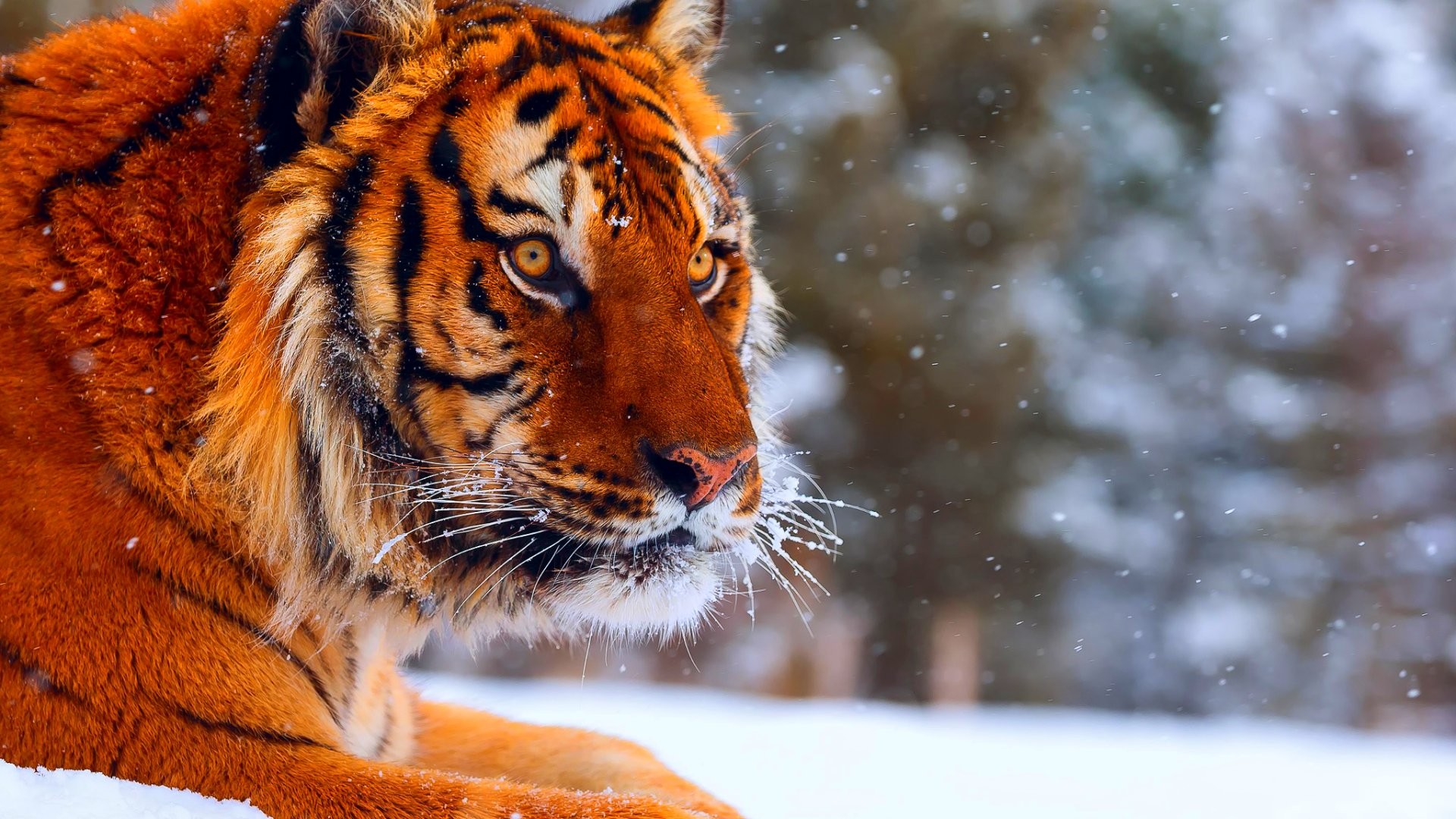 Siberian Tiger - HD Wallpaper 