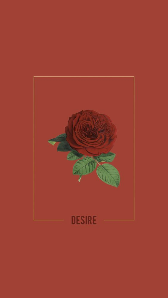 Garden Roses - HD Wallpaper 