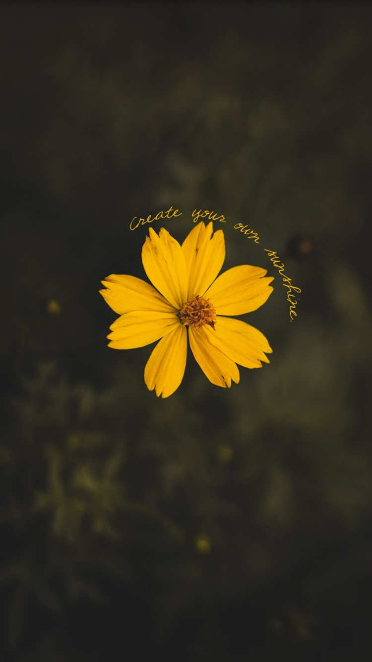 Sunset Are Beautiful So Are Flowers - HD Wallpaper 