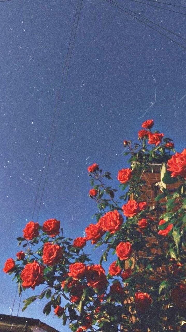 Rose, Flowers, And Wallpaper Image - Iphone Wallpaper Flower - HD Wallpaper 