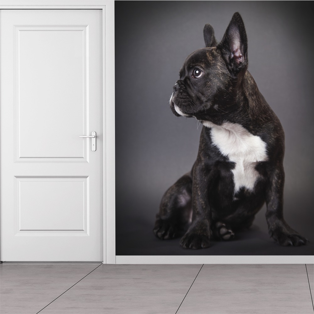 Dog Portrait French Bulldog - HD Wallpaper 