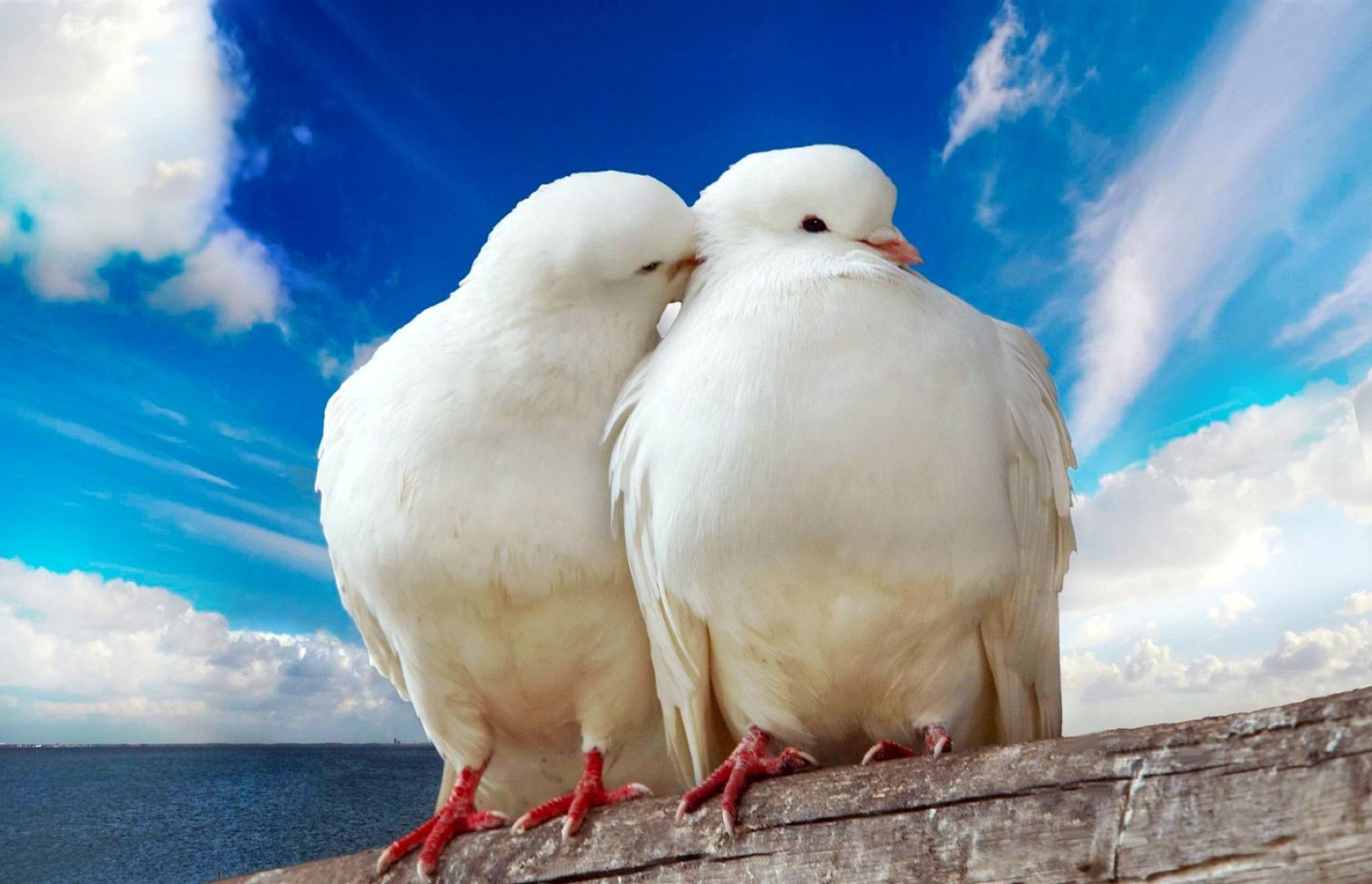 Animals Hd Images Free Download - HD Wallpaper 