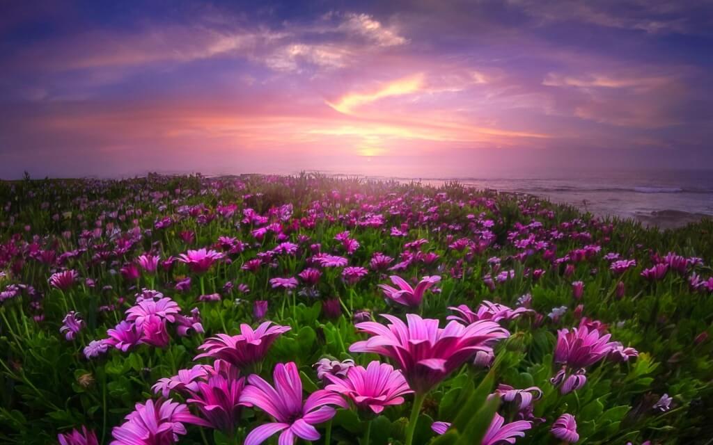 Beautiful Flower Good Night - HD Wallpaper 