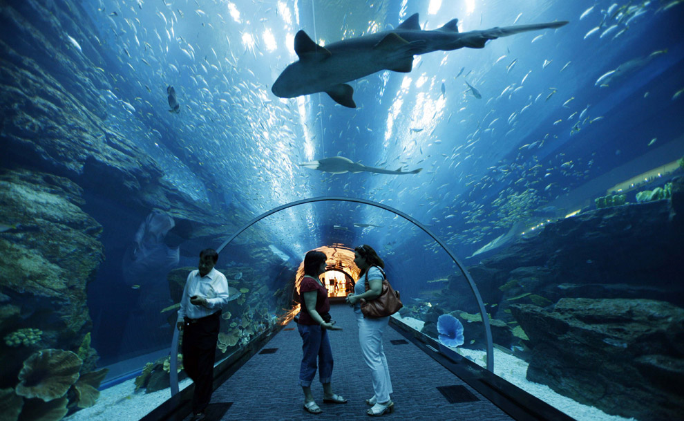 Atlantis The Palm Aquarium - HD Wallpaper 
