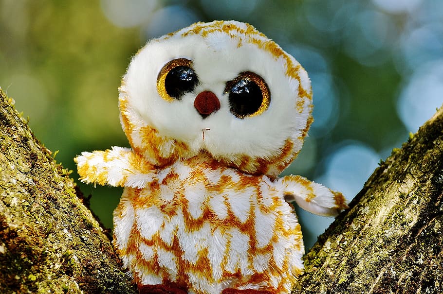 Barn Owl, Bird, Feather, Glitter, Eyes, Glitter Eyes, - รูป นก ฮูก น่า รัก ๆ - HD Wallpaper 