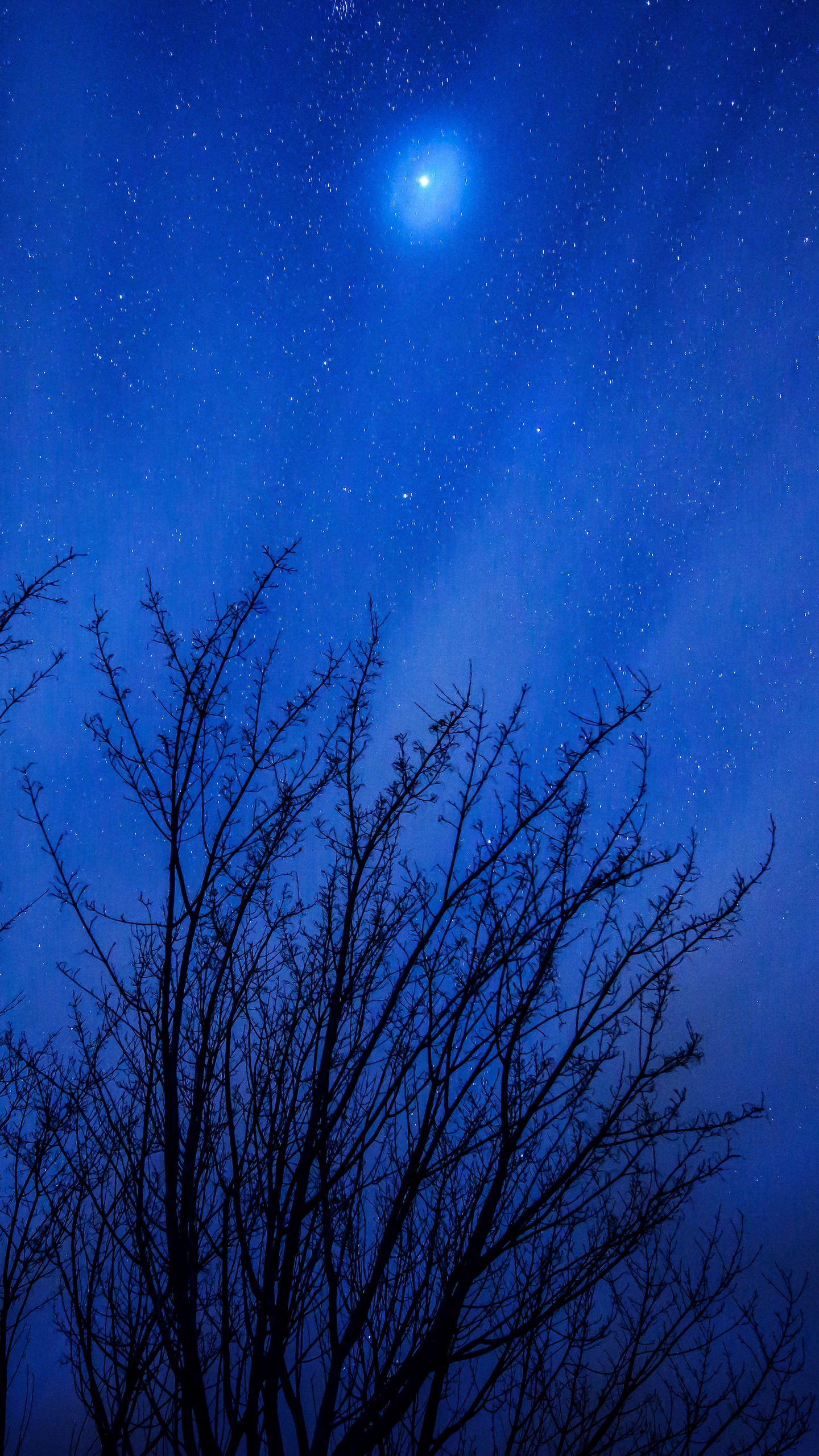 Wallpaper Starry Sky, Trees, Stars, Night, Glitter - Skay - HD Wallpaper 