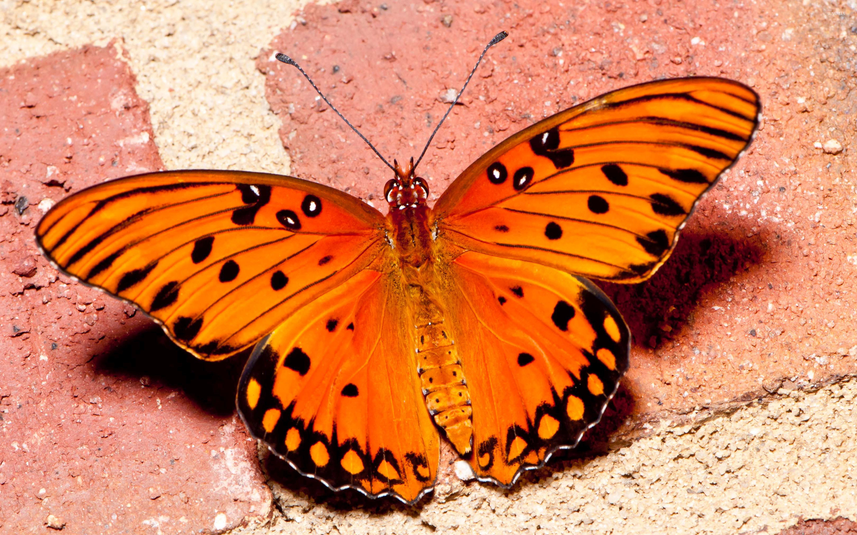 Orange Butterflies - HD Wallpaper 