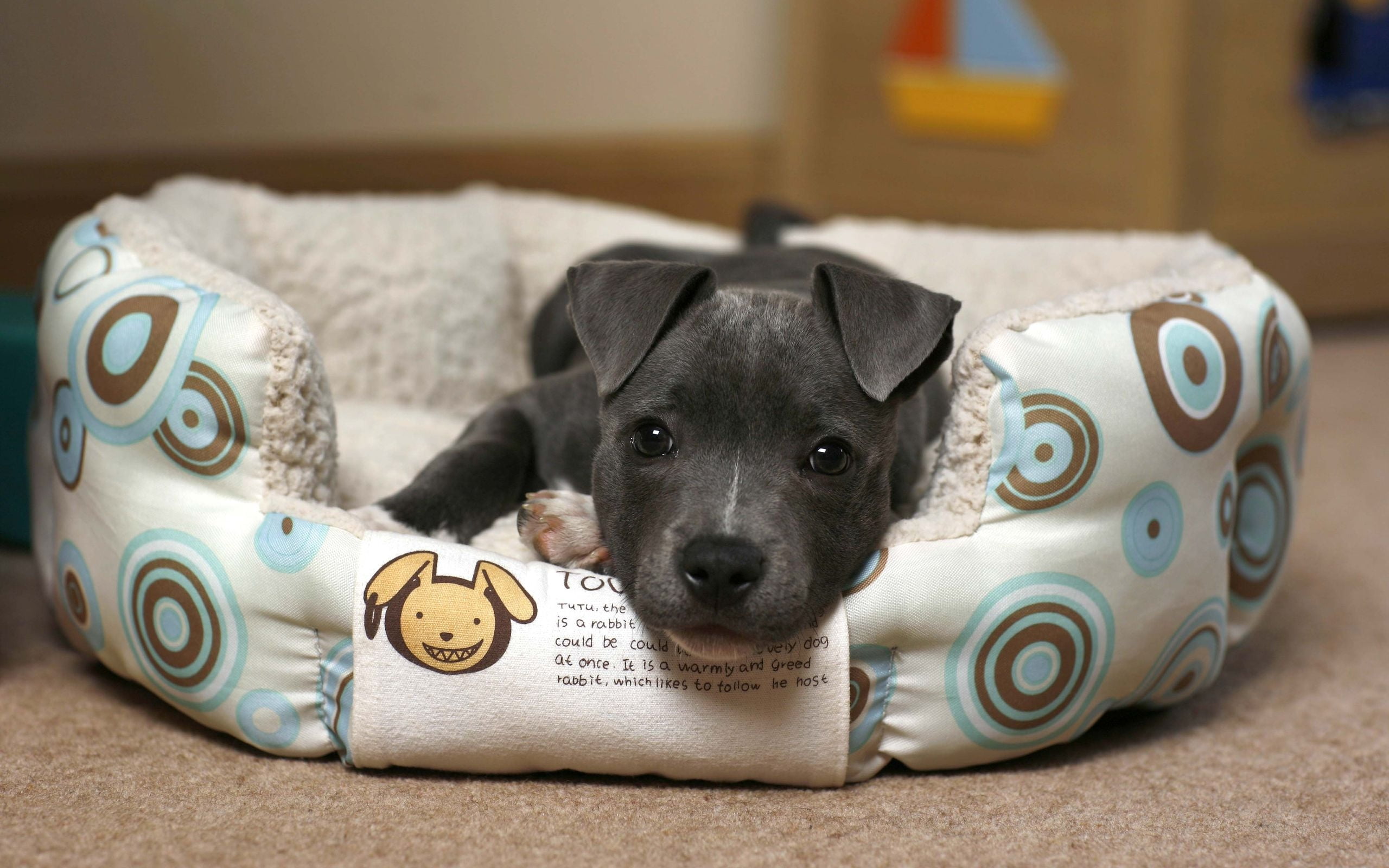Companion Dog - HD Wallpaper 