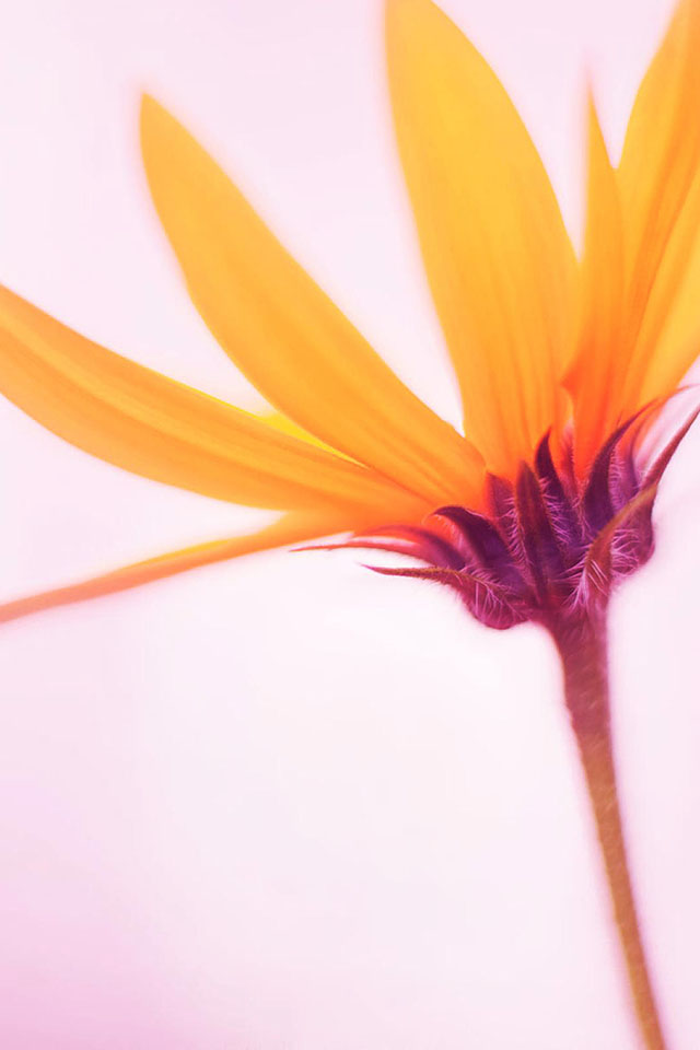 Com Apple Wallpaper Yellow In Pink Iphone4 - Iphone Pink And Yellow - HD Wallpaper 