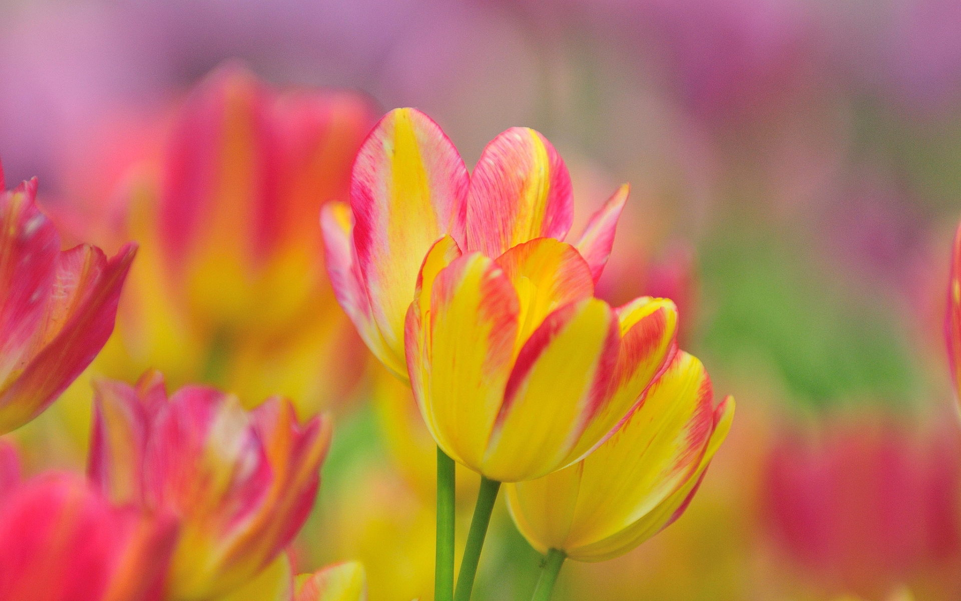 Bunch Pink Yellow Flowers Wallpaper - Yellow And Pink Tulip - HD Wallpaper 