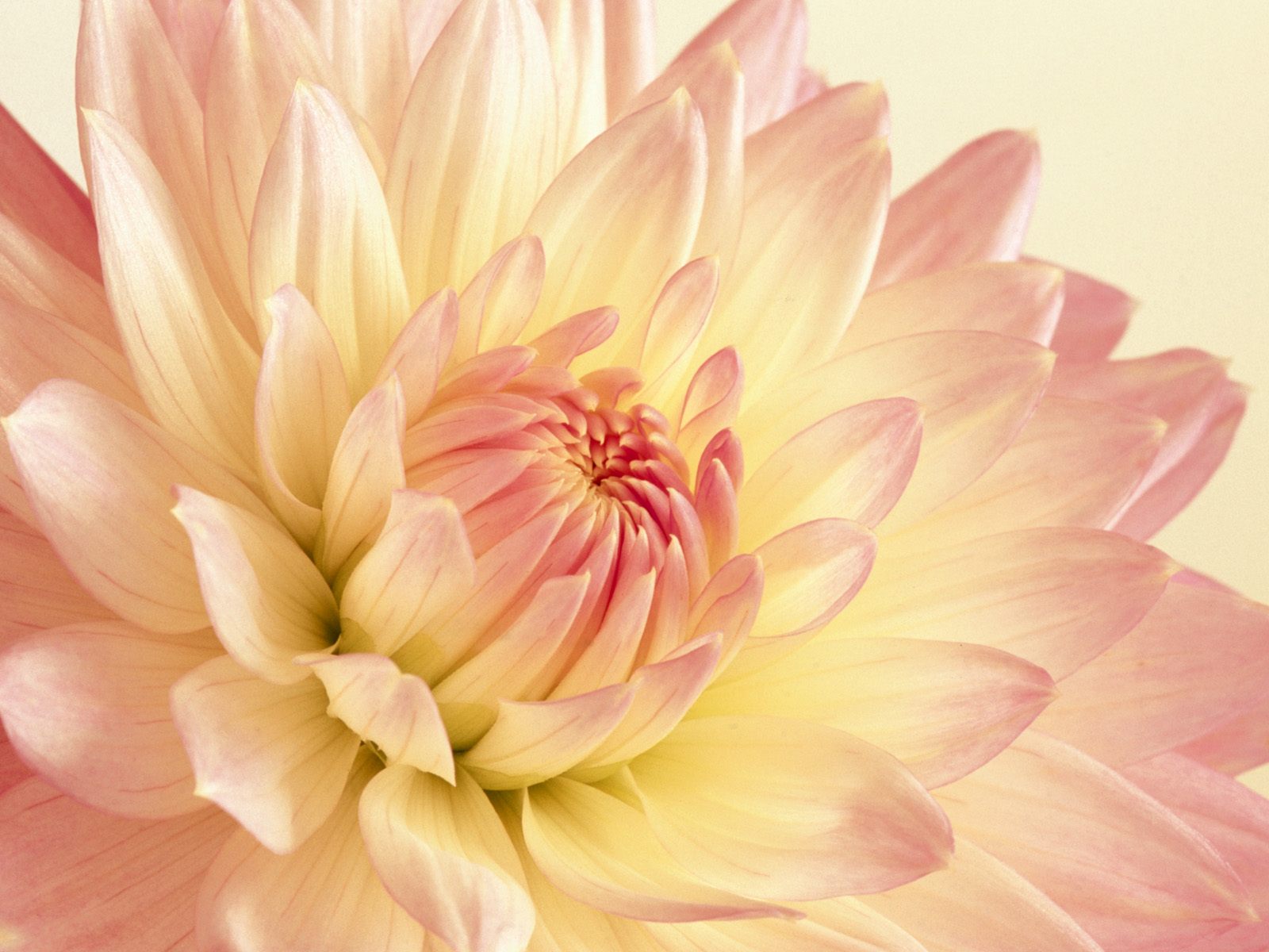 Pale Pink And Yellow Dahlia - Pale Pink And Yellow - HD Wallpaper 