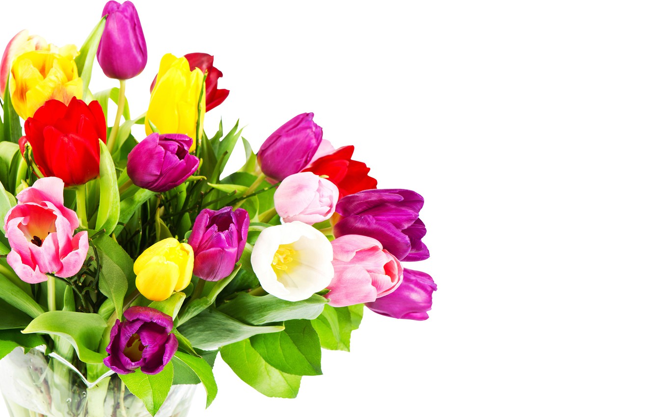 Photo Wallpaper Flowers, Bouquet, Purple, Tulips, Red, - Violet Tulip Flower Images On White Background - HD Wallpaper 