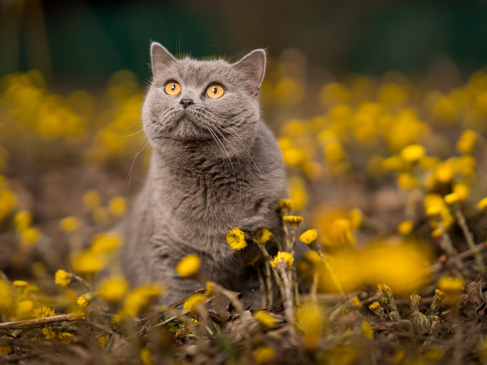 Sfondo Desktop British Shorthair - HD Wallpaper 