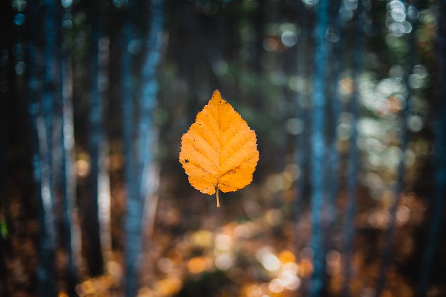 Brown Leaf Close-up Photography, Falling, Wind, Landscape, - Autumn Wallpaper 4k - HD Wallpaper 