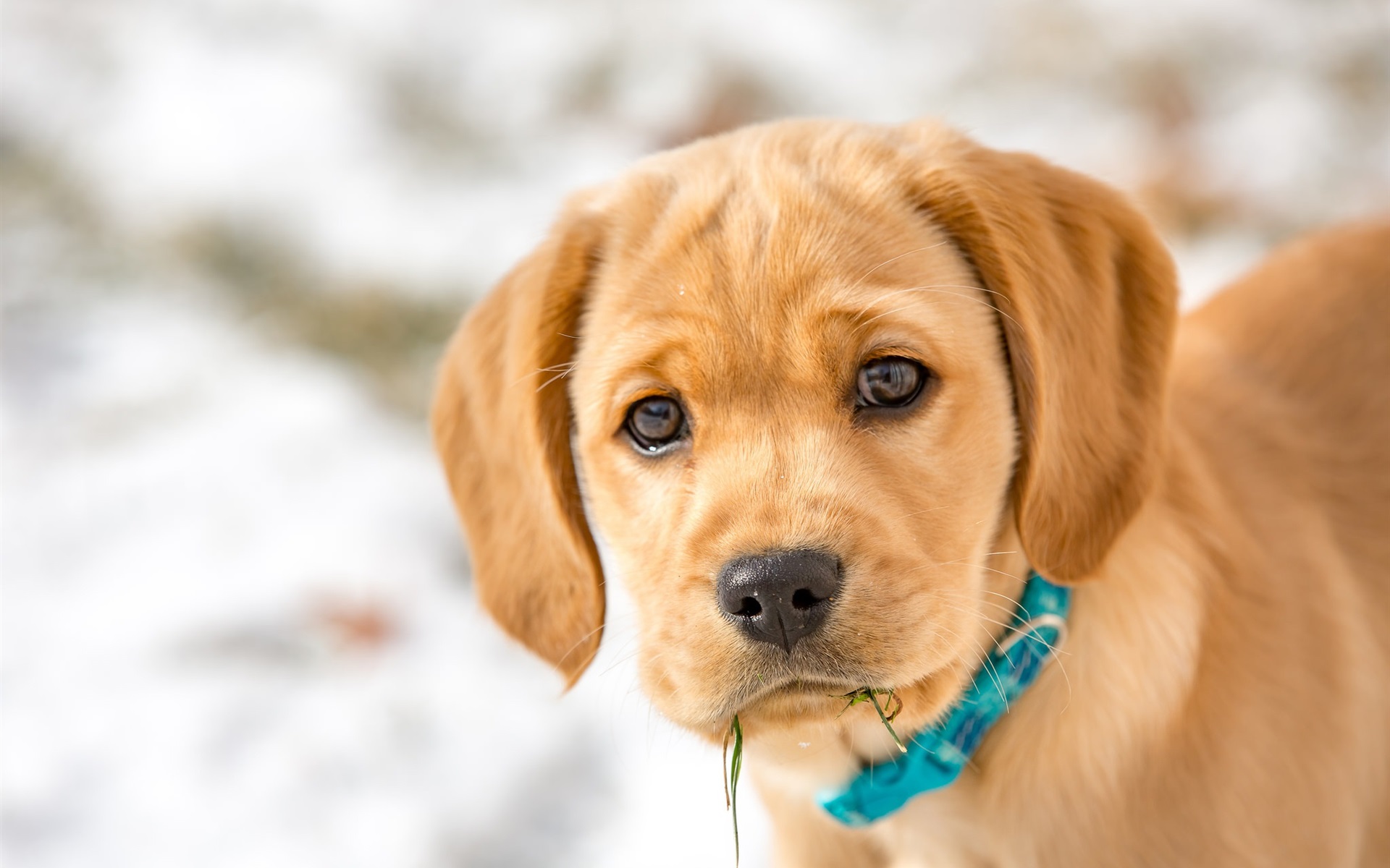 Wallpaper Brown Color Dog Look At You, Face - Golden Retriever Cachorro Marron - HD Wallpaper 