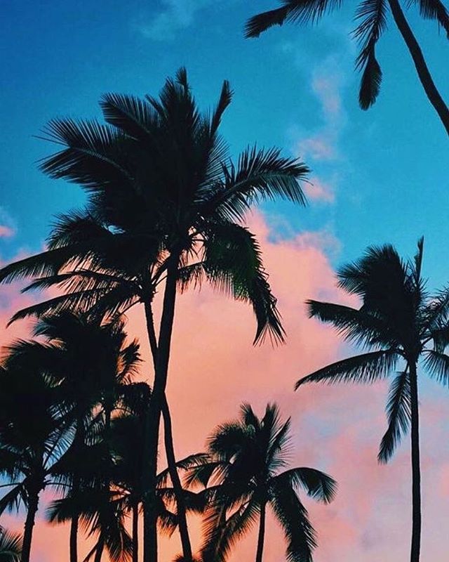Blue , Peach Sky And Palm Trees Iphone Wallpaper - Cute Background Pictures For Iphone - HD Wallpaper 
