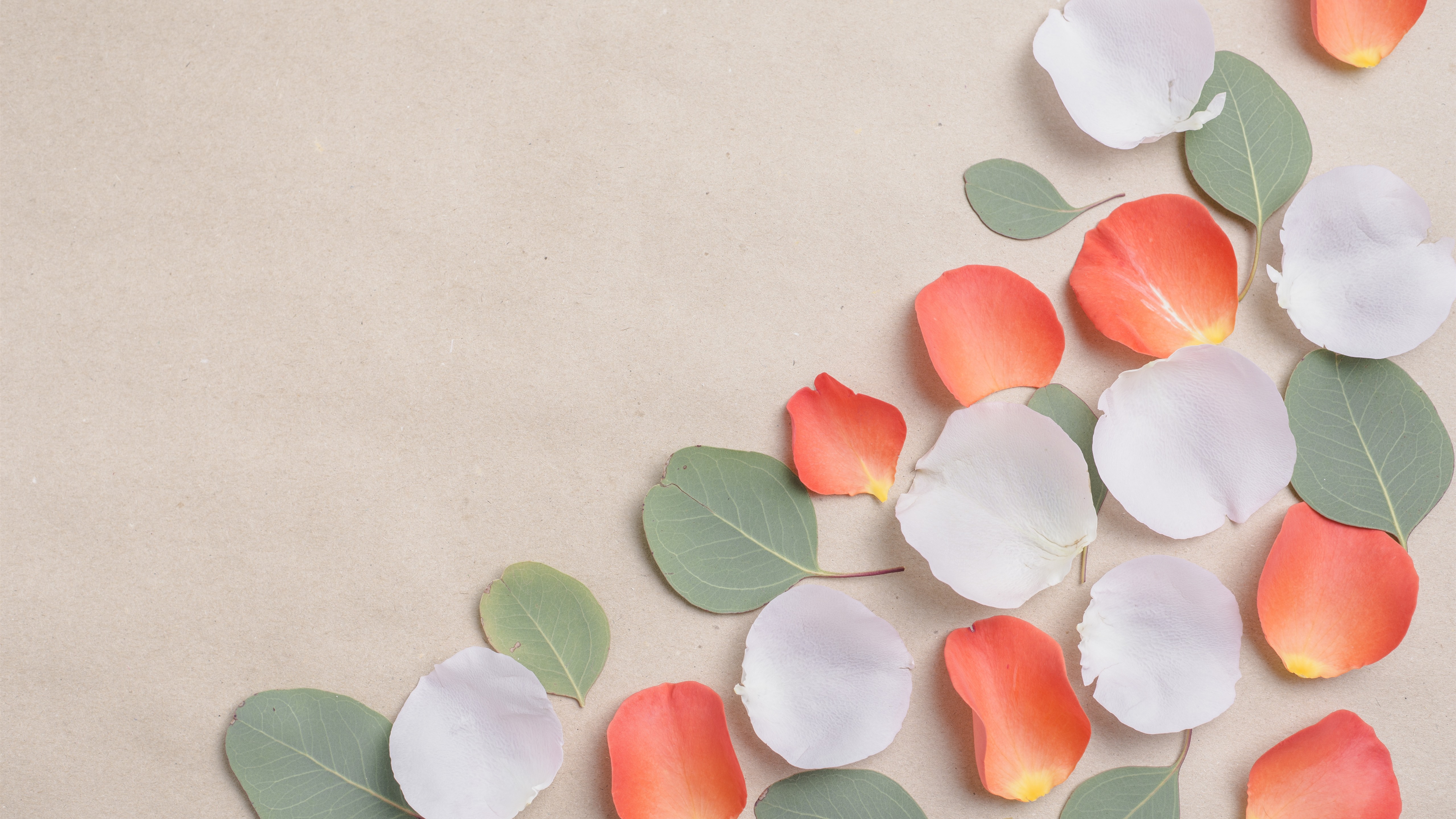 Wallpaper White And Orange Petals, Green Leaves - White Orange Green Wallpaper Hd - HD Wallpaper 