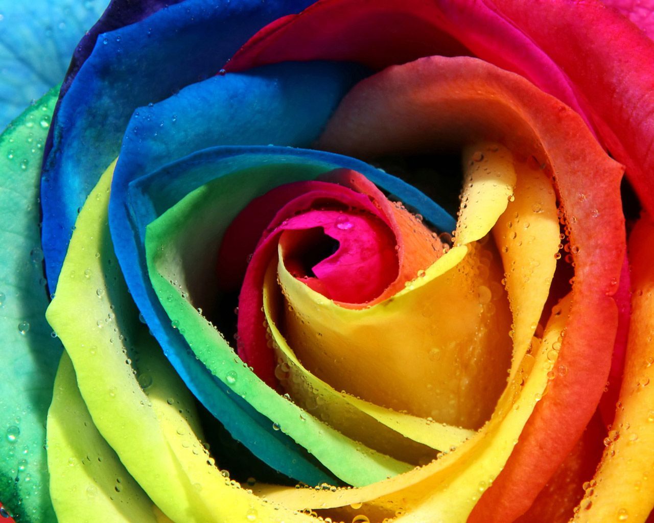 Download Free Colourful Wallpapers For Your Mobile - Hd Rainbow Rose - HD Wallpaper 
