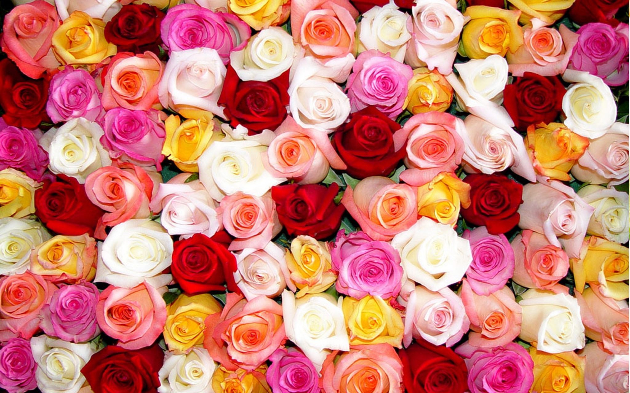 mix color roses all type of rose