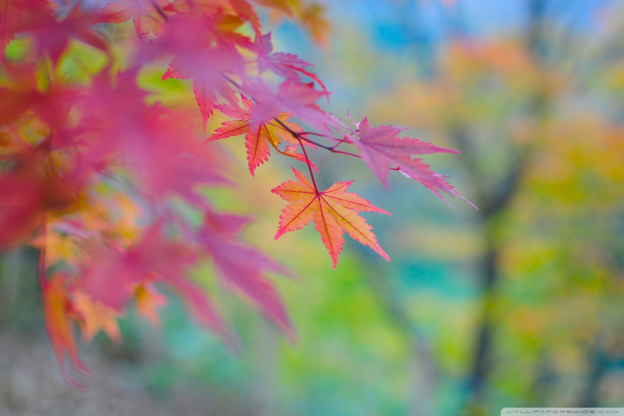 Fall Colours Wallpaper - Autumn Colours - HD Wallpaper 