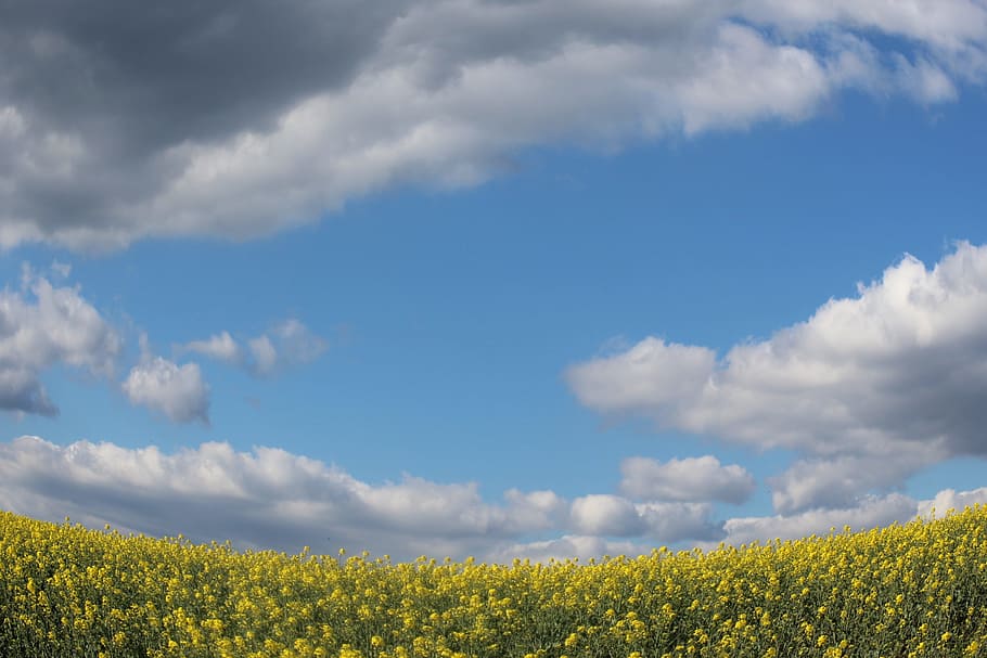 Fields, Mustard, Sky, Blue, Yellow, Clouds, Agriculture, - Field - HD Wallpaper 