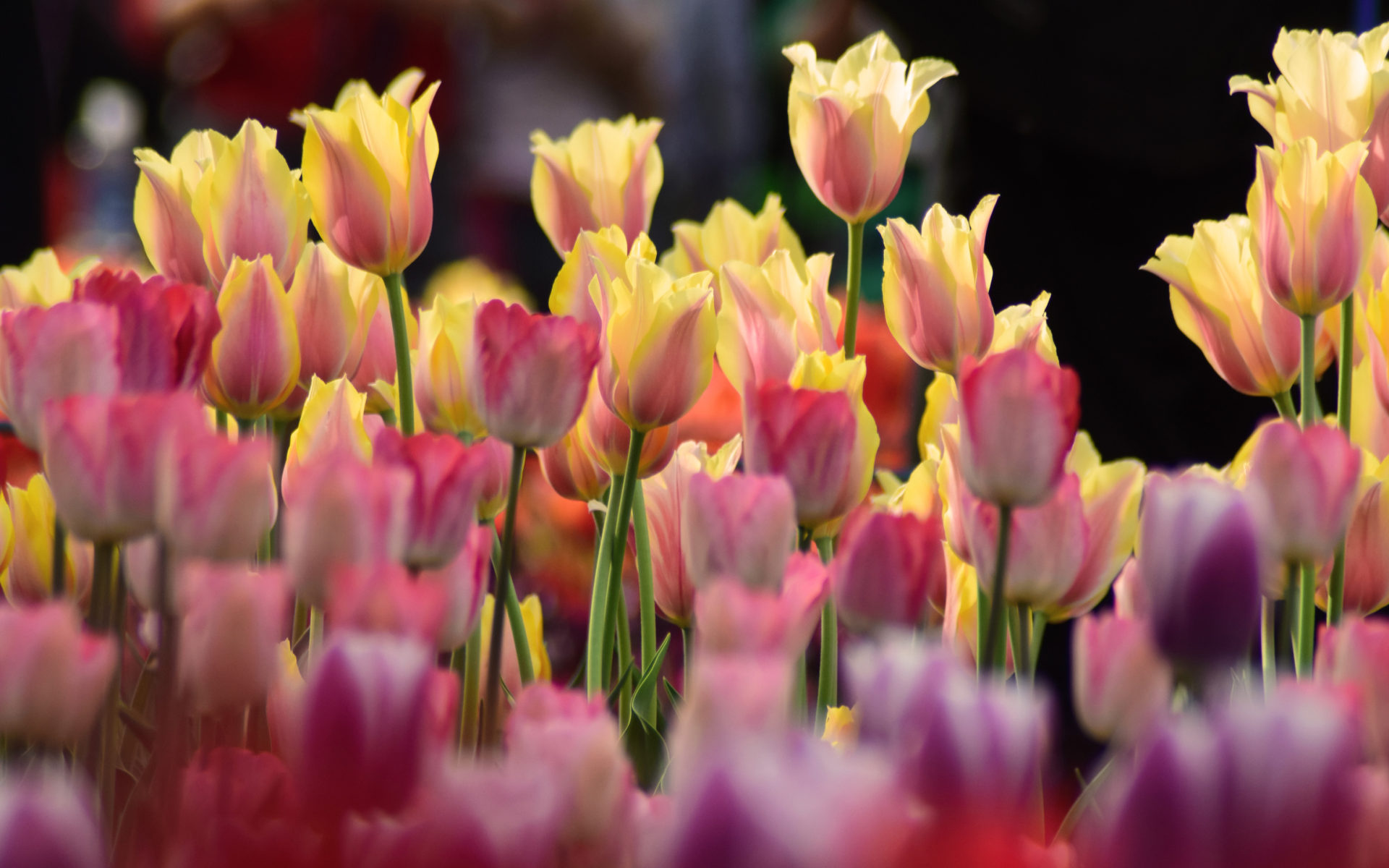 Flower Light Color Wallpaper Hd 1920x1200 Wallpaper teahub.io