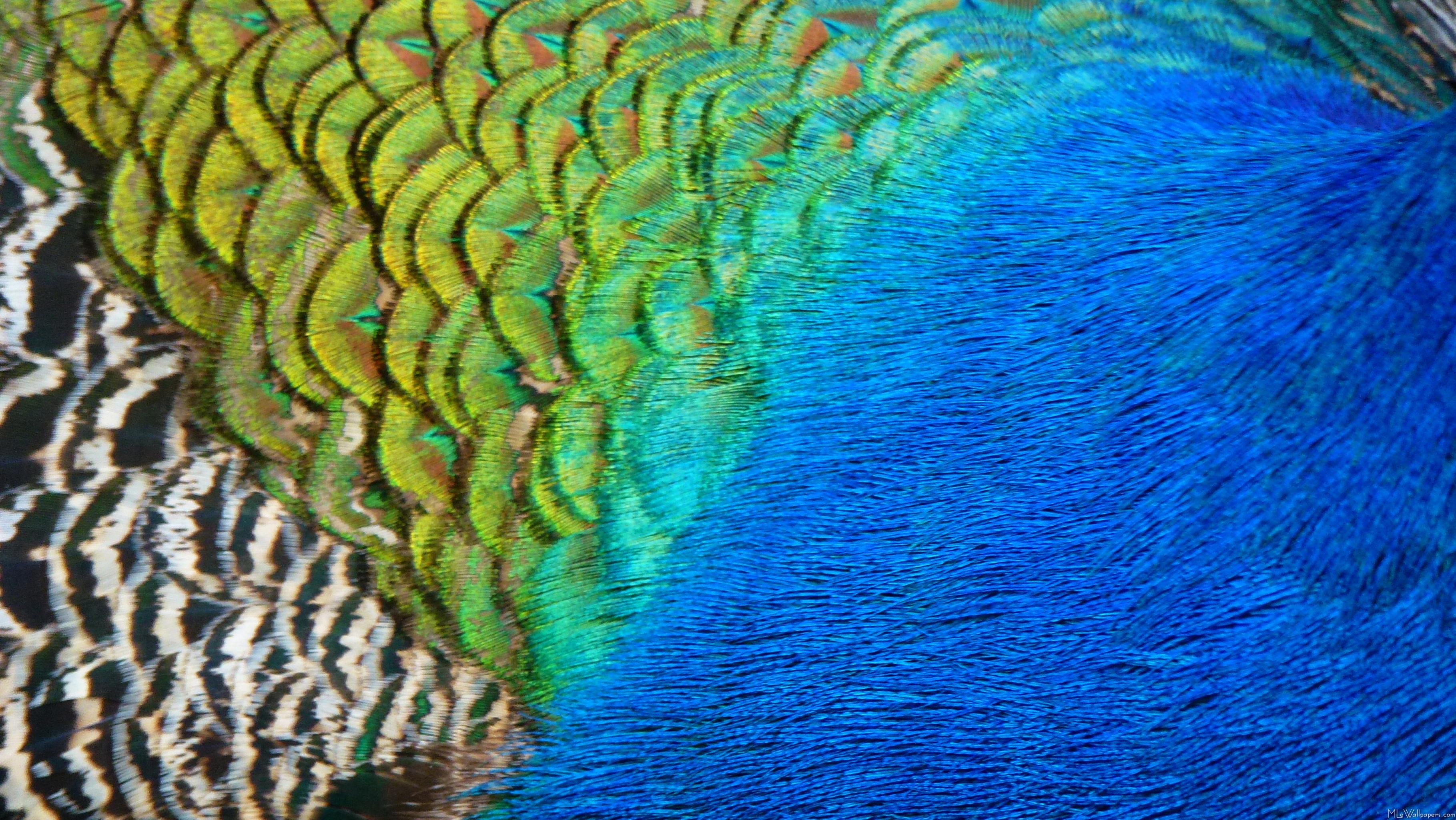 Peacock Feathers Iv - Blue Peacock Feather Background - HD Wallpaper 