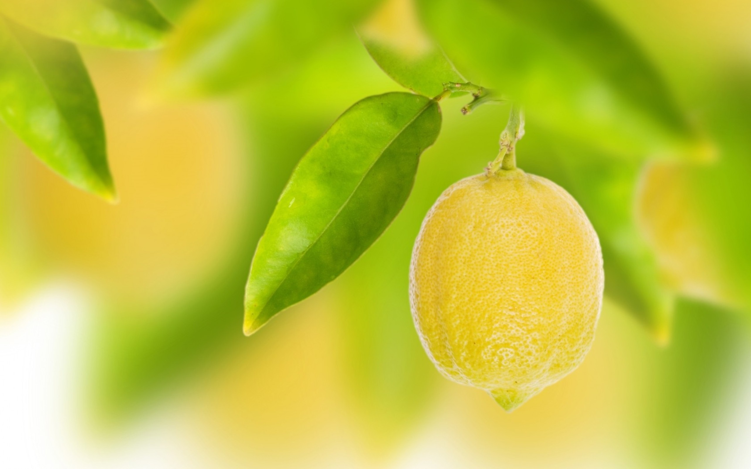 Lemon Background Hd - HD Wallpaper 