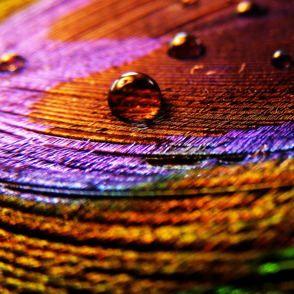 Peacock Feathers With Water Drops Wallpaper Hd - HD Wallpaper 