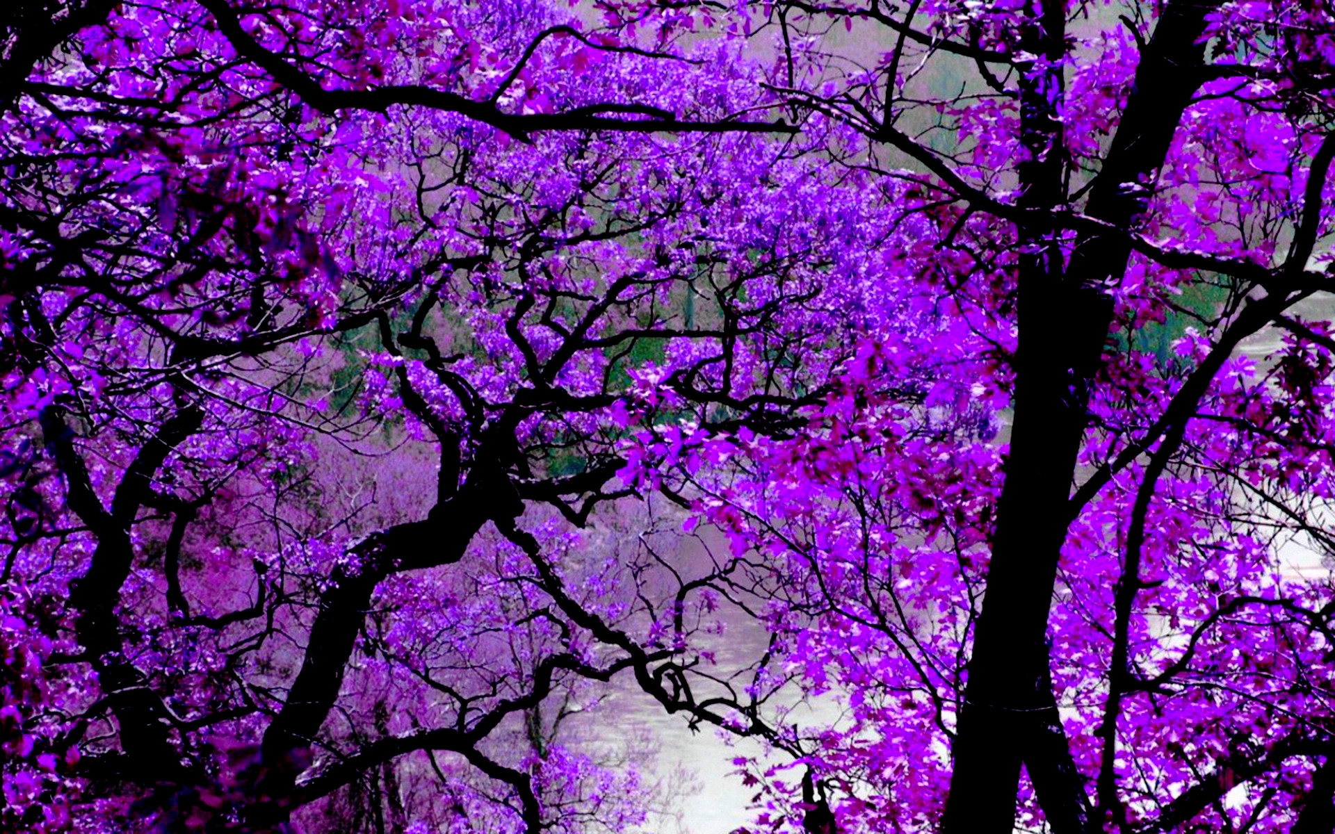 Nature Violet Wallpaper Hd - HD Wallpaper 