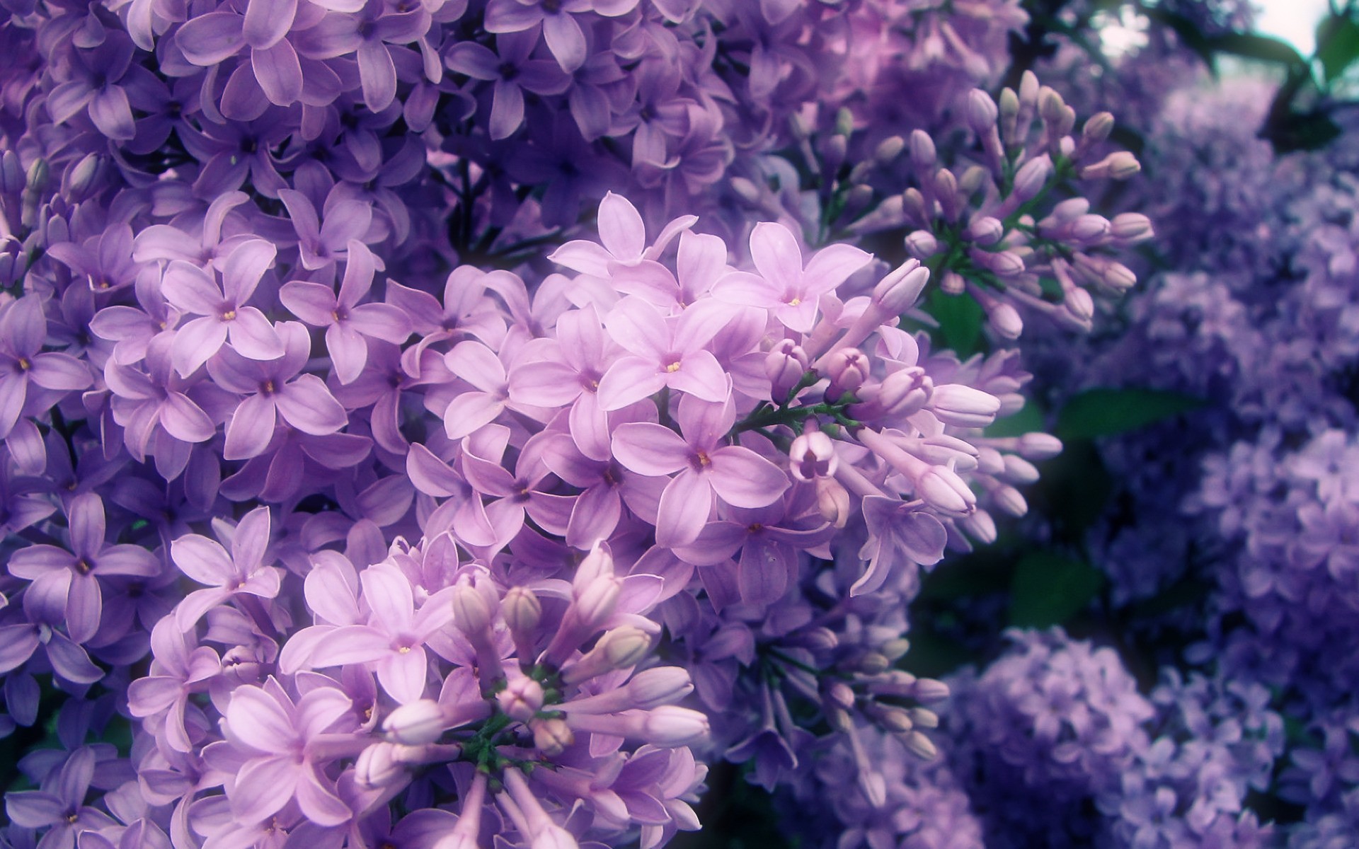 Purple Flowers - HD Wallpaper 