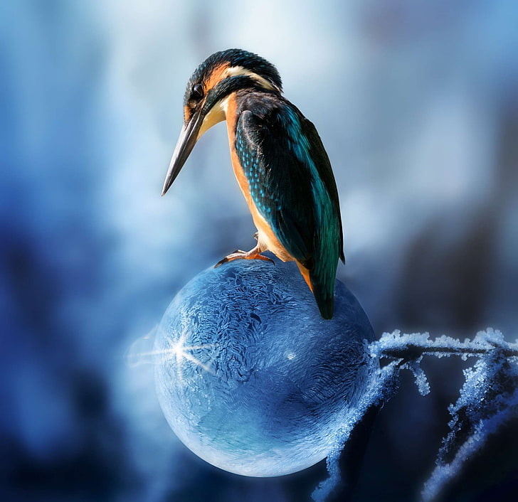 Animal, Avian, Beak, Biology, Bird, Color, Composing, - Flying Kingfisher Bird Desktop - HD Wallpaper 