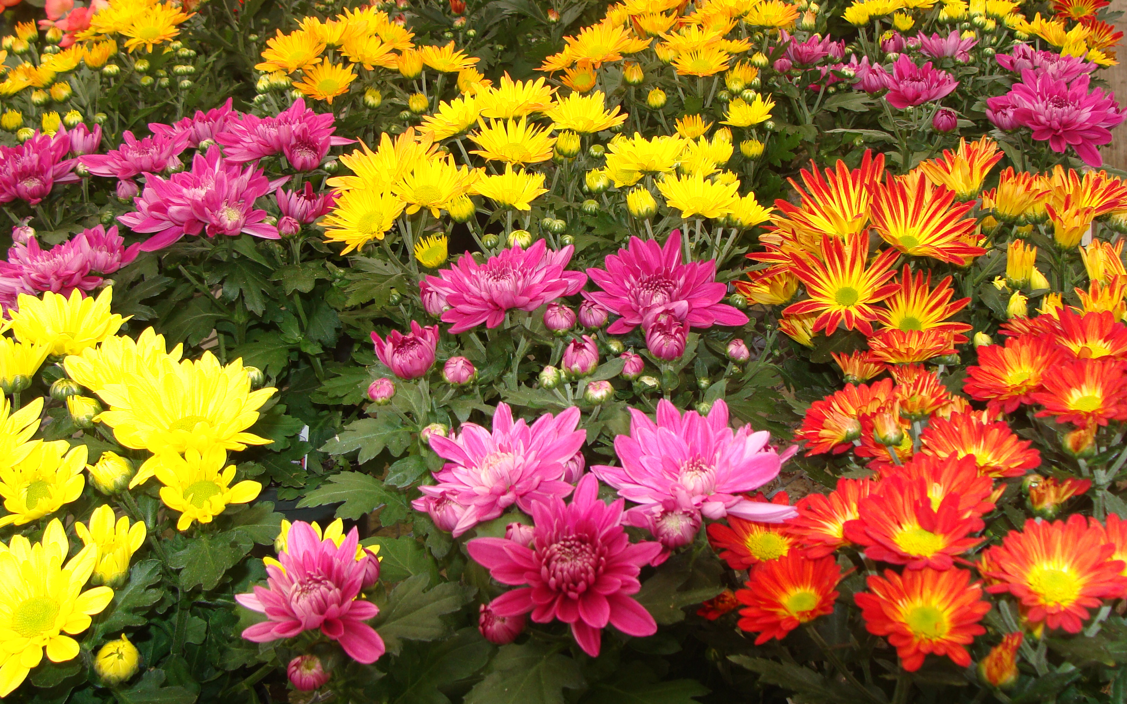 Mix Flower Photos Hd Download - HD Wallpaper 