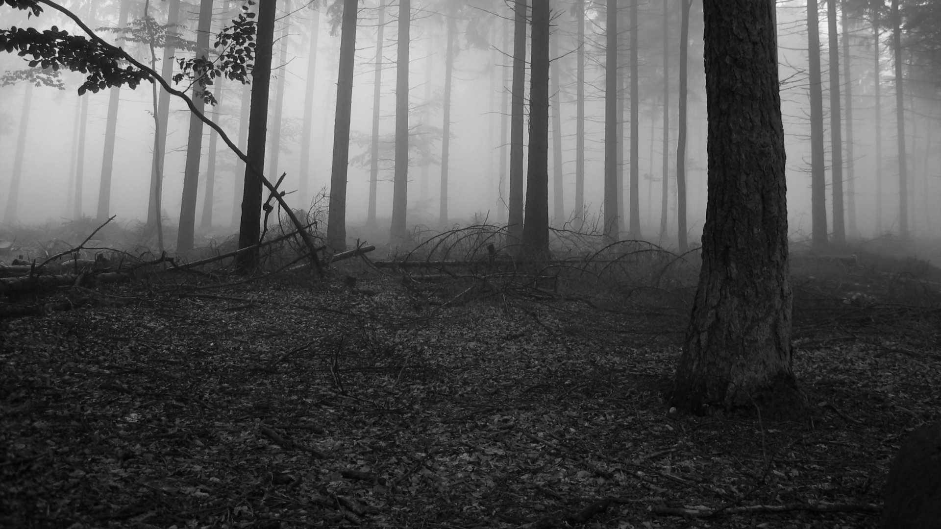 Slenderman Wallpaper - HD Wallpaper 