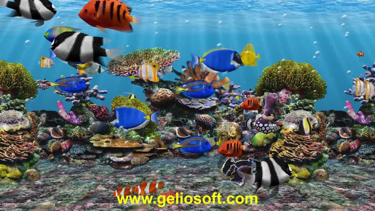Moving Fish Screensavers Free Download - HD Wallpaper 