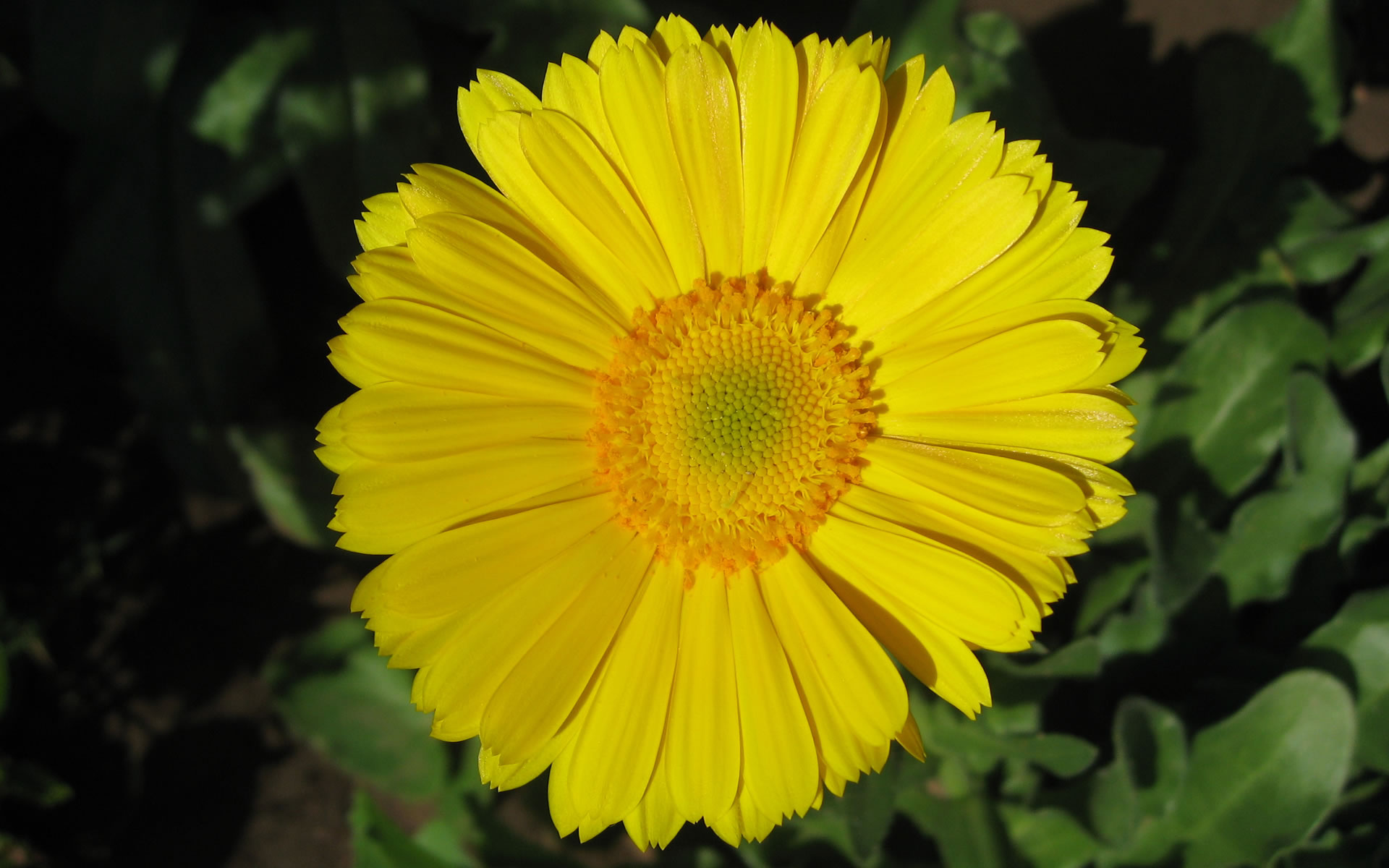 Hd Flowers Wallpapers World 1920x1200 Wallpaper Teahub Io Hd Flowers Wallpapers World 1920x1200 Wallpaper Teahub Io