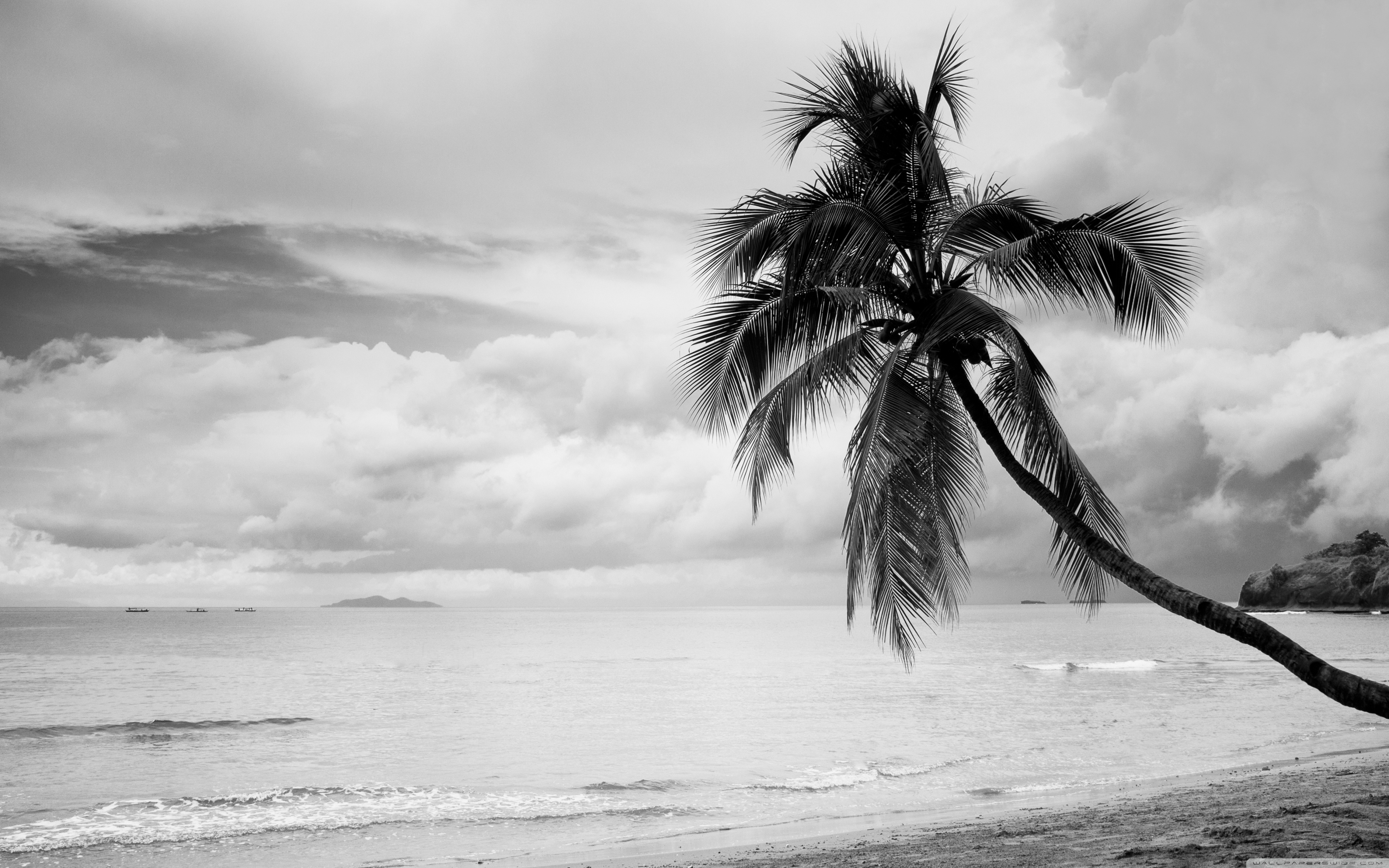Palm Trees Black And White - HD Wallpaper 