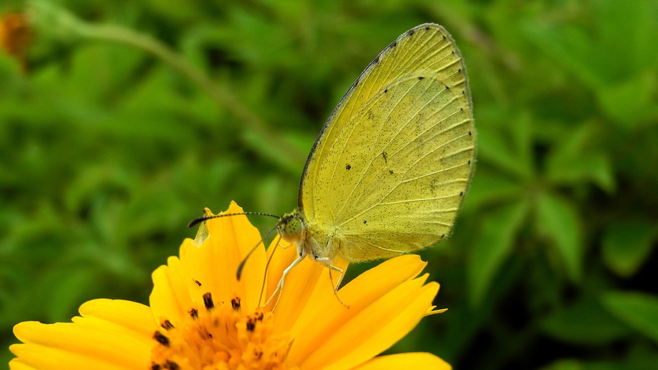 Butterfly, Flower, Wallpaper - Bunga Dan Kupu Kupu - HD Wallpaper 