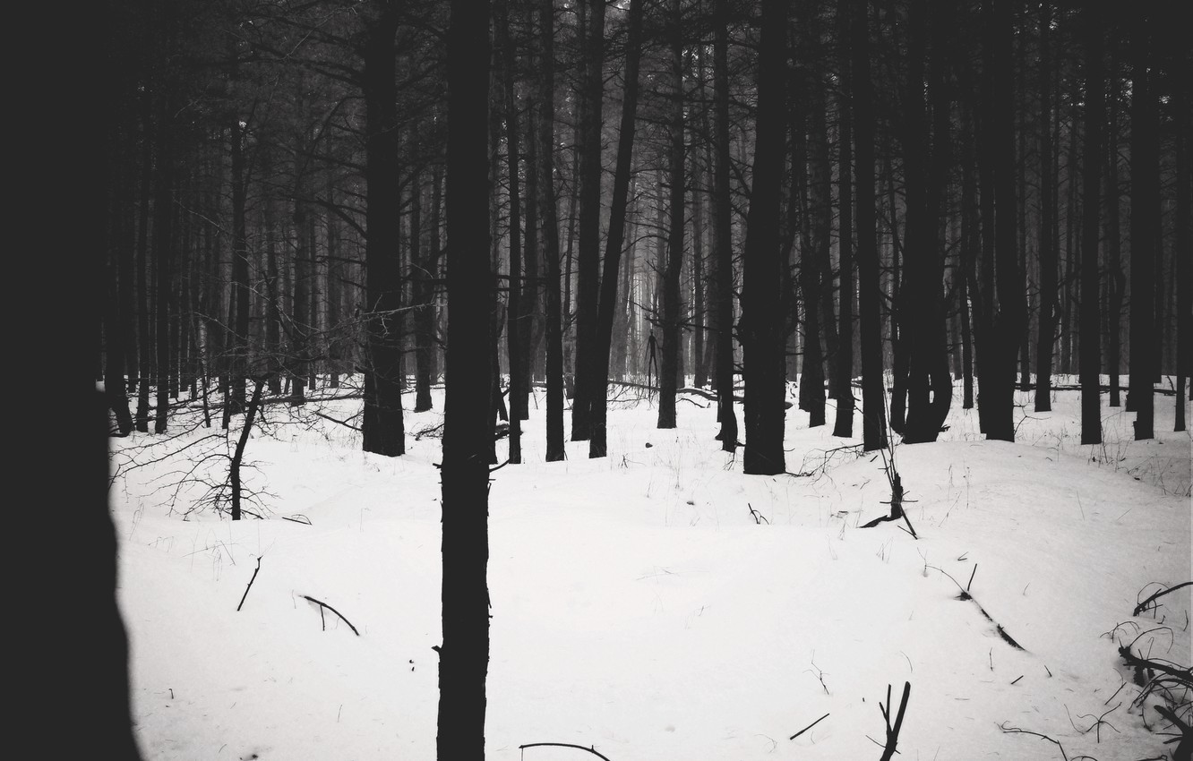 Photo Wallpaper Forest, Forest, Slenderman, Slender, - HD Wallpaper 