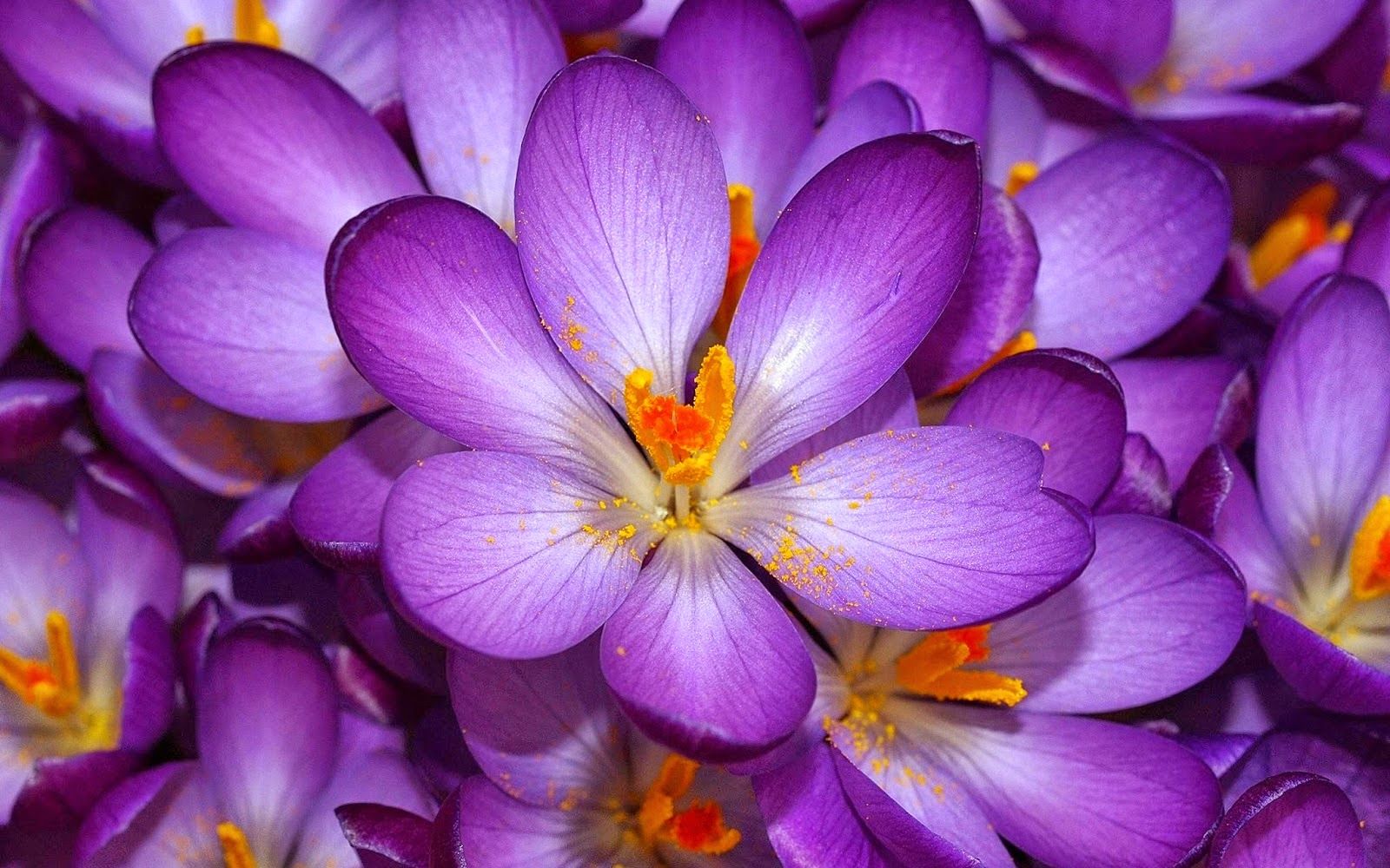 Purple Scenery - HD Wallpaper 