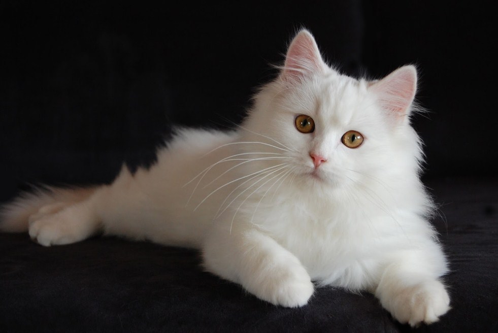 Wallpaper Kucing - White Persian Cat With Brown Eyes - HD Wallpaper 