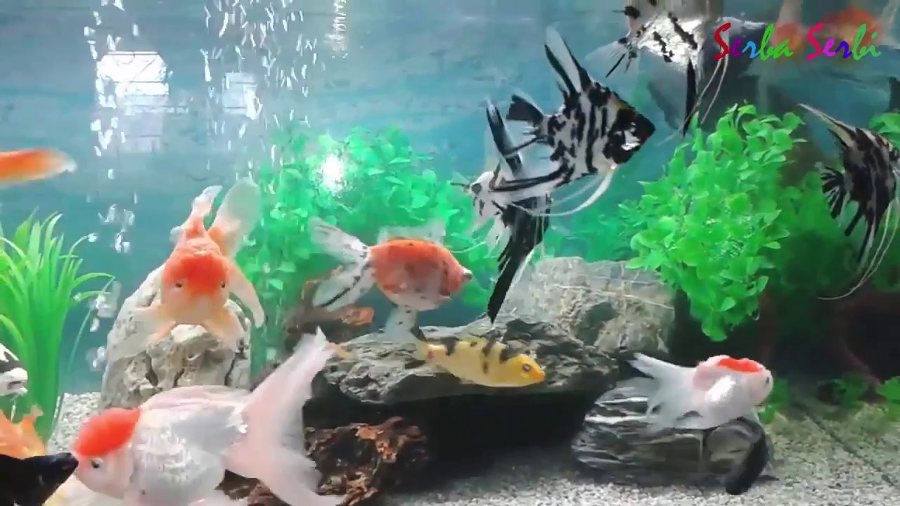 Aquarium - HD Wallpaper 