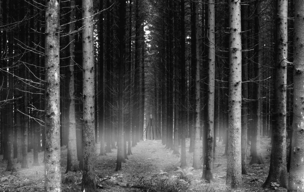 Black And White Forest Background - HD Wallpaper 