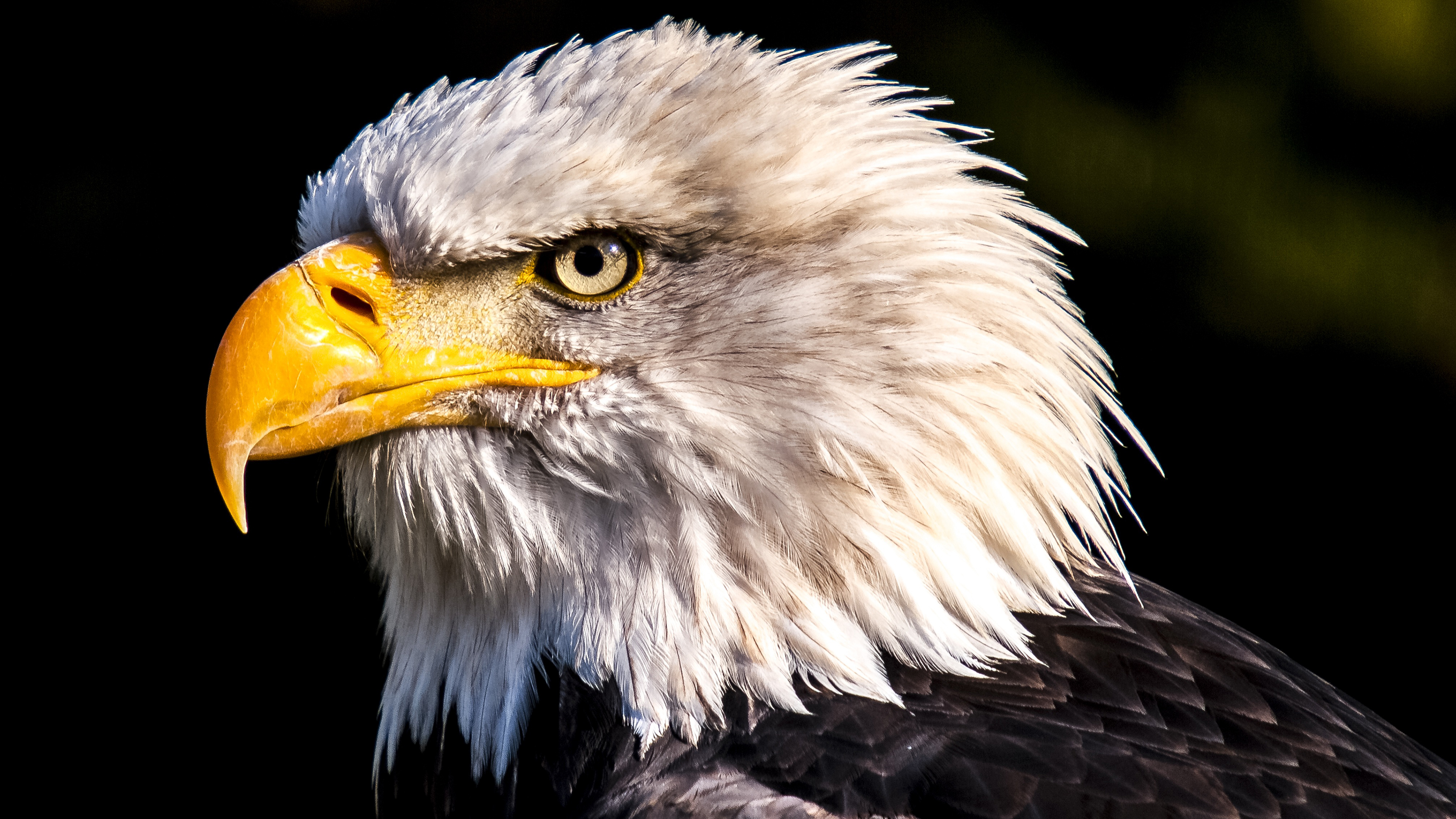 Black Eagle 4k Ultra Hd - 3840x2160 Wallpaper Black Eagle 4k Ultra Hd - 3840x2160 Wallpaper